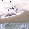 Photos: Giant Dead Whale And A Turtle Wash Up On LI Beach